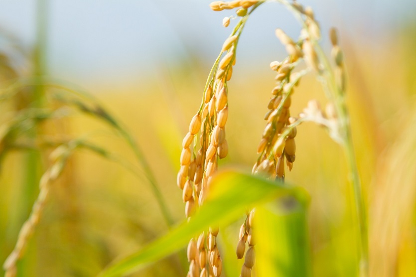 Rice on a field.