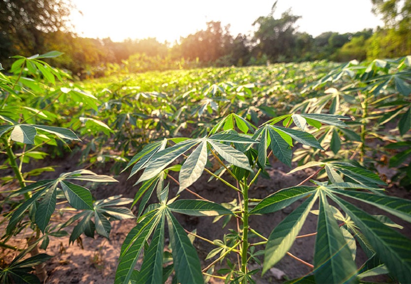 Cassava Roots on a field