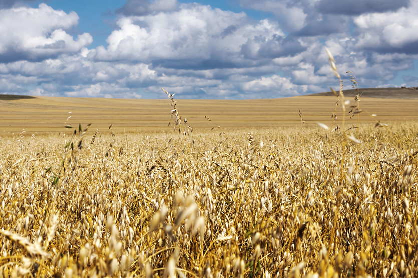 Hafer auf einem Feld