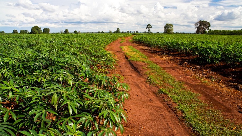 Cassava Plantation
