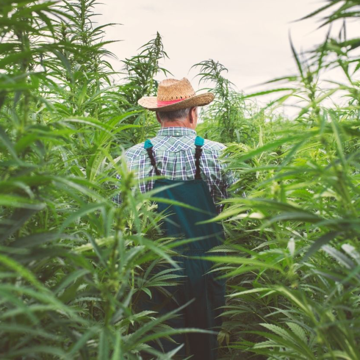 Hemp Plantation