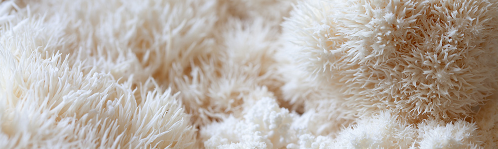 navitalo-header-mushrooms